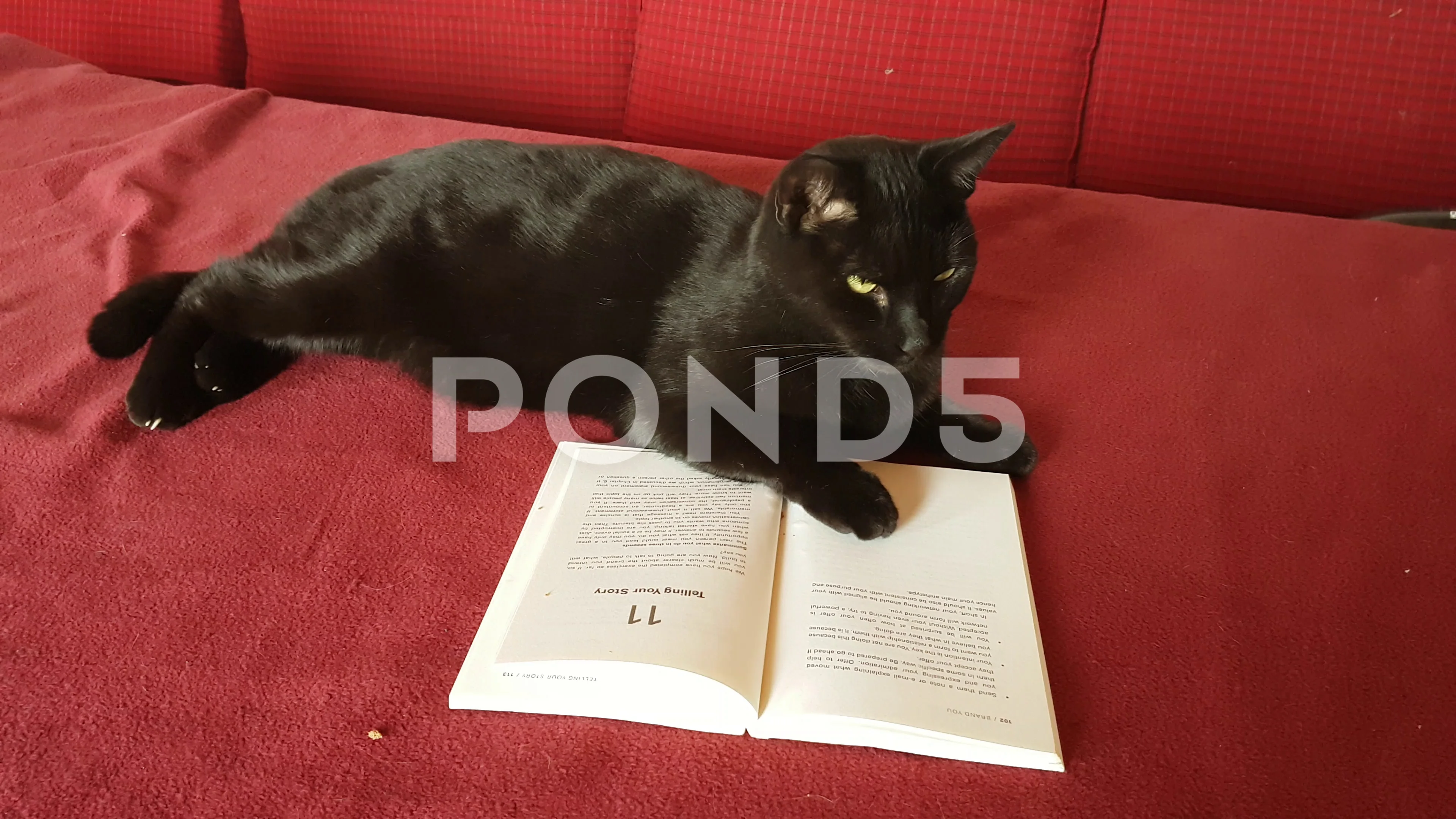 black cat reading a book
