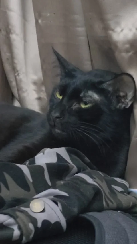 Black Cat Really Hates Belly Rubs, Cebu City, Visayas, Philippines - 24 Apr 2026 Stock Footage 342781840