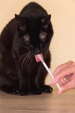 A black cat is receiving medication to ease the pain Stock Photos