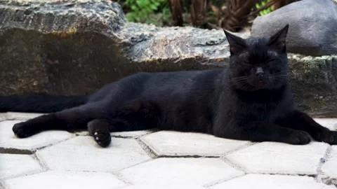 Black cat relaxing and lying down peacefully on stone paved park ground nea.. Stock Footage 344789797