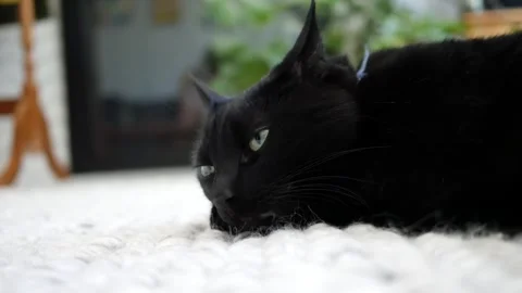 Black cat relaxing Stock Footage 246648905