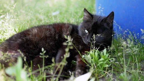 Black Cat Relaxing in the Grass Stock Footage 293198963