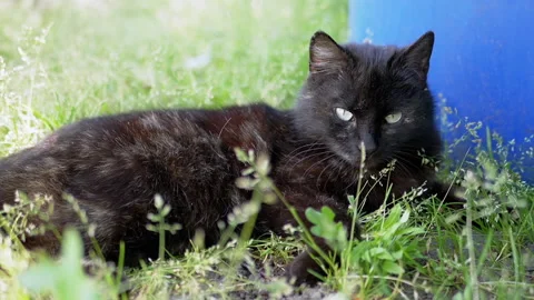 Black Cat Relaxing in the Grass Stock Footage 293200636