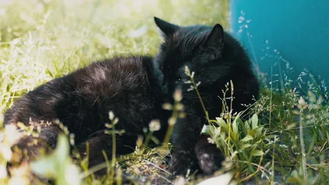 Black Cat Relaxing in the Grass Stock Footage 293202780