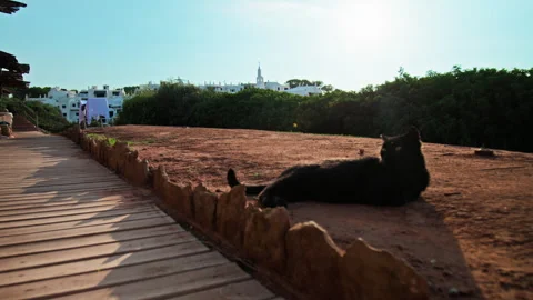 A black cat relaxing on the ground under the sun. Stock Footage 249296740