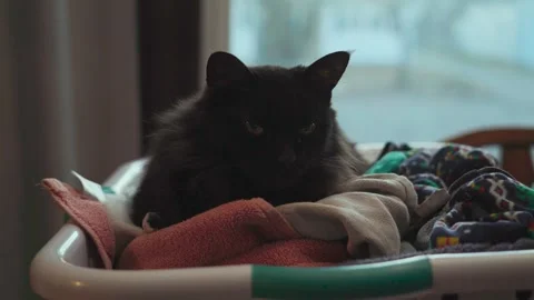 Black cat relaxing inside a laundry basket Vídeos de archivo 313769553