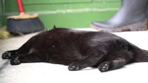 Black cat resting and playing Stock Footage 140282199