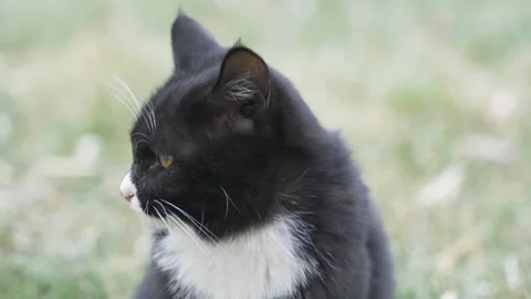 Black cat resting and snoozing sitting on the grass Stock Footage 261783573