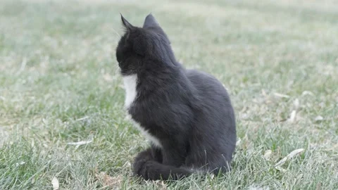 Black cat resting and snoozing sitting on the grass Stock Footage 261783985