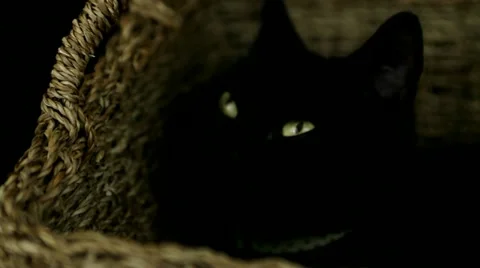 Black cat resting in a basket Stock Footage 17410251