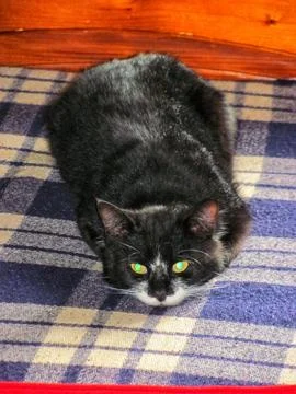 Black cat resting on bed Stock Photos