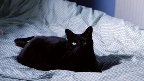 Black cat resting on comfortable bed medium shot Stock Footage 200154639