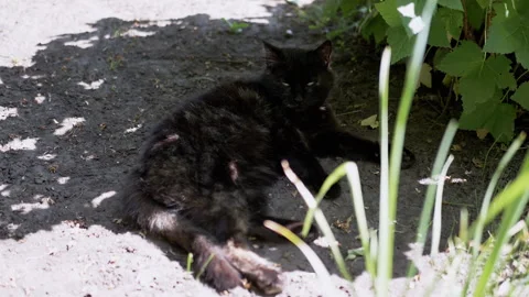 Black Cat Resting in Garden Stock Footage 293194994