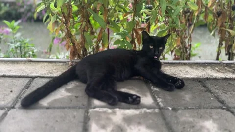 Black cat resting on grass in a garden Stock Footage 314098039