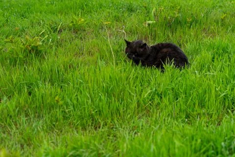 Black cat resting on green grass on a warm spring day Stock Photos