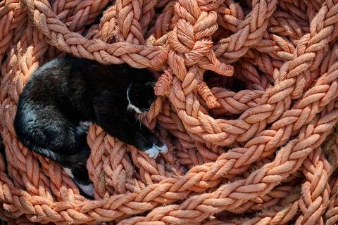 Black cat resting inside coiled thick orange rope on ship deck, Gdynia, Pomer Stock Photos