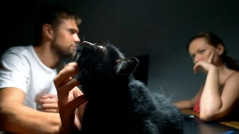 The black cat is resting on the owner's desk in the workroom, the owner caresses Stock Footage 104564152