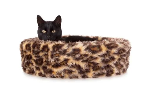 Black cat resting Stock Photos