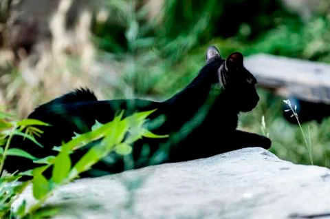 Black cat is resting Stock Photos