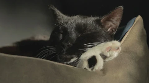 Black Cat Resting in sun Stock Footage 36371730