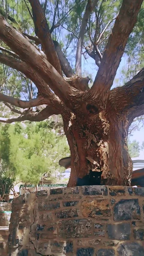 Black cat resting under ancient tree on a windy day Stock Footage 313061803