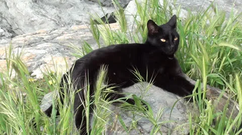 Black cat rests in grass Stock Footage