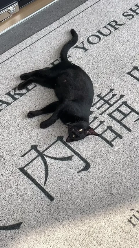 Black Cat Rolling On Doormat And Lying On Back Looking At Camera Stock Footage 293771173