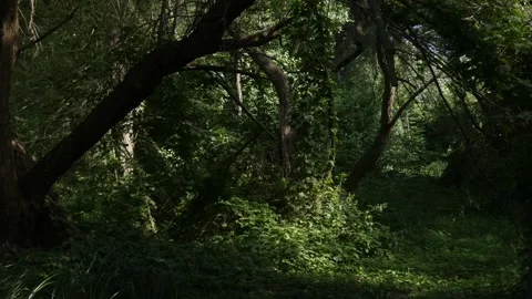 Black cat running across wild path in dense green deciduous forest park Stockbeeldmateriaal 340167347