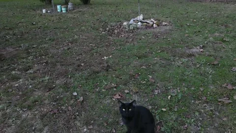 black cat running away