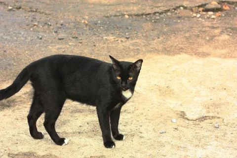 Black cat in the sand Stock Photos