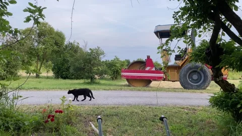 Black cat sauntering confidently across empty country road, steamroller parked Stock Footage 313472142