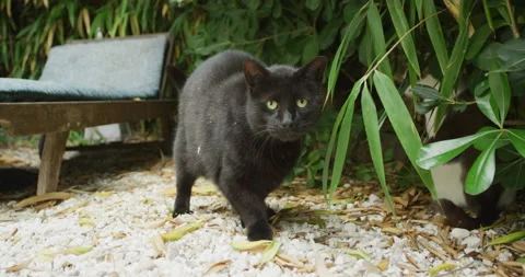 Black cat scared walking into Stock Footage 143088474