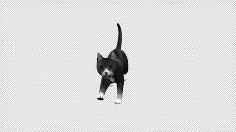 Black cat scratch Stock Footage 321641420