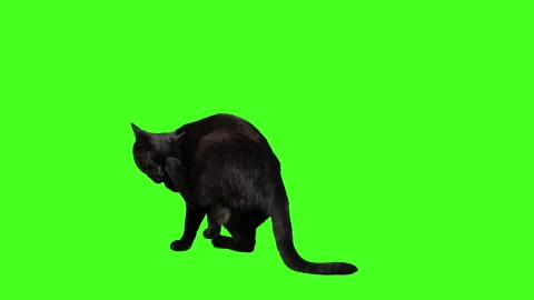 Neon green outline of a cat on a black background. Witch cat