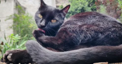 Black Cat Scratching and Looking Up in a Garden in Mexico City Stock Footage 345089830