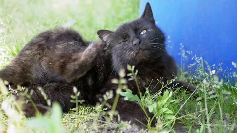 Black Cat Scratching in the Grass Stock Footage 293204706