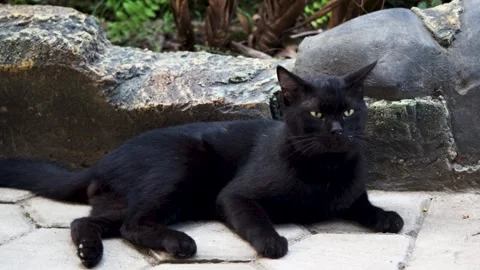 Black cat scratching its head and neck with hind leg while sitting on stone.. Stockbeeldmateriaal 344790201