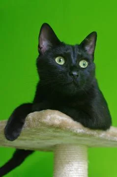 Black cat on the scratching post Stock Photos