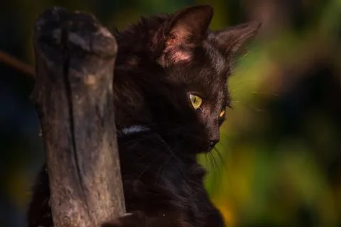 Black Cat scratching tree with sharp claws Stock Photos