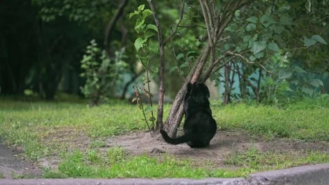 Black Cat Scratching Tree Trunk Outdoors Stock Footage 312640947