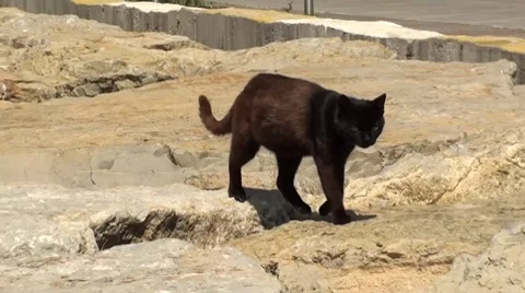 A black cat at the seaside Stock Footage 7744140