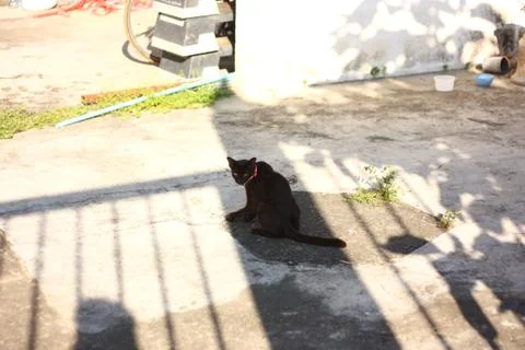 Black cat in shadow Stock Photos