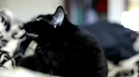 Black Cat Shallow depth of field Stock Footage 684589