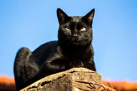 A black cat with sharp ears looking at the camera with a grumpy face while si 스톡 사진