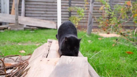 Black cat sharpens its claws on a wooden board outdoors close-up Stock Footage 245132075
