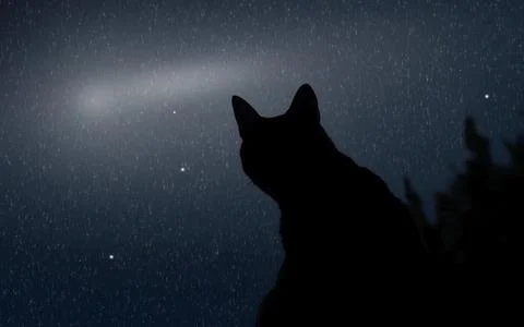 Black cat silhouette looking at a comet in the starry night sky Photos