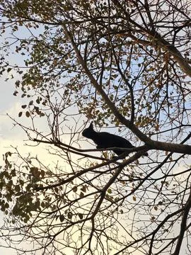 Black cat silhouette on tree Stock Photos