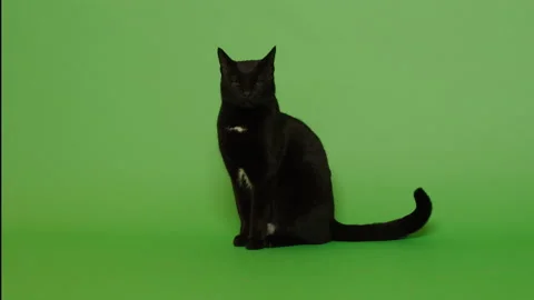 Black cat sit and looking around Stock Footage 146013853