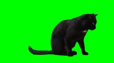 Black cat sits and shakes it s tale