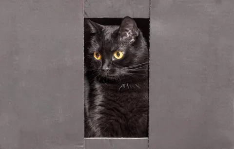 A black cat sits in a box Stock Photos